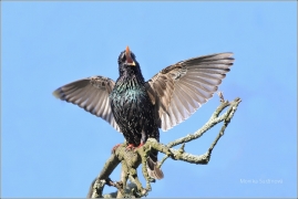 <p>ŠPAČEK OBECNÝ (Sturnus vulgaris)</p>